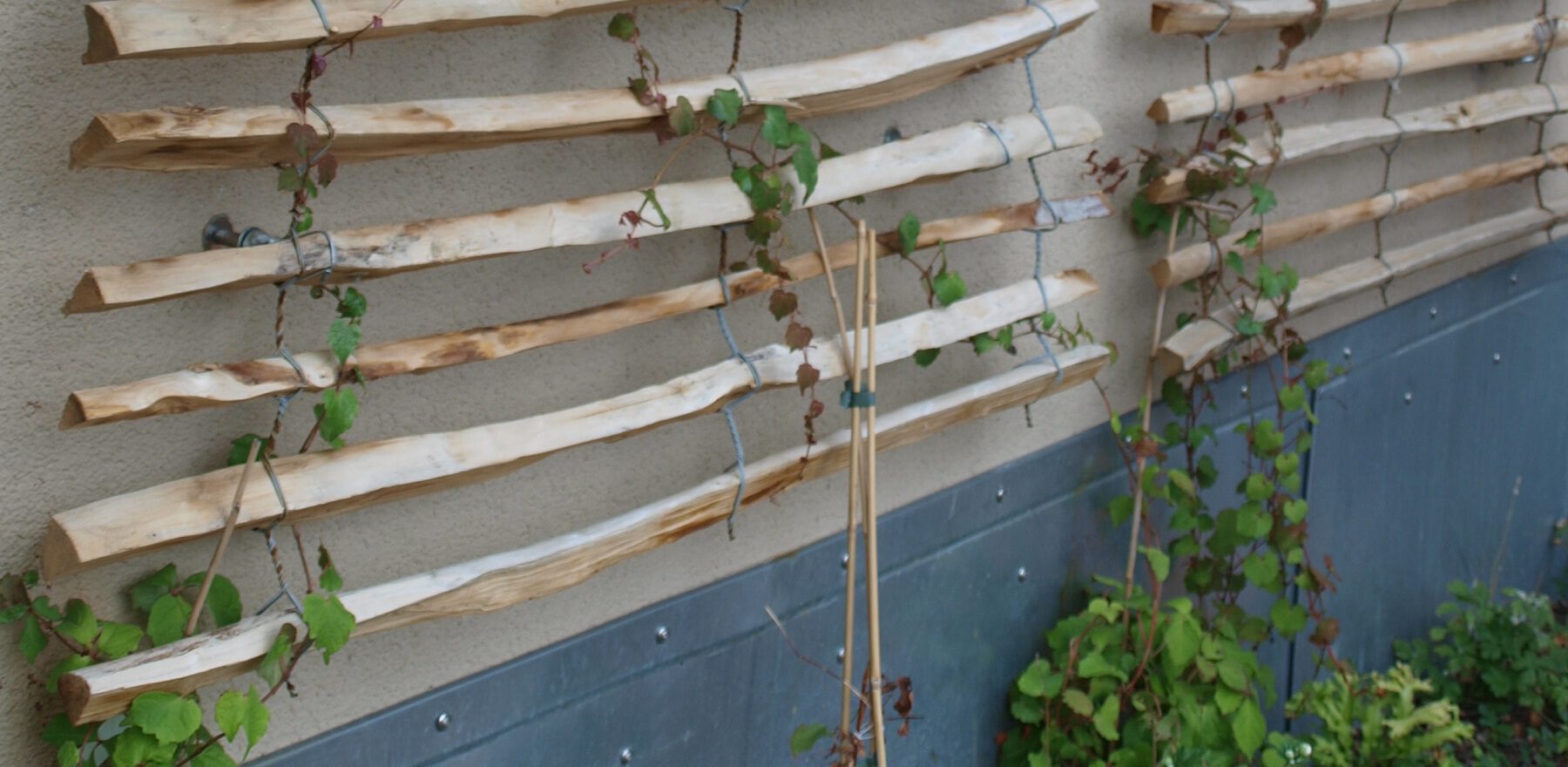 naturnahes Holzspalier mit rankendem Zierwein