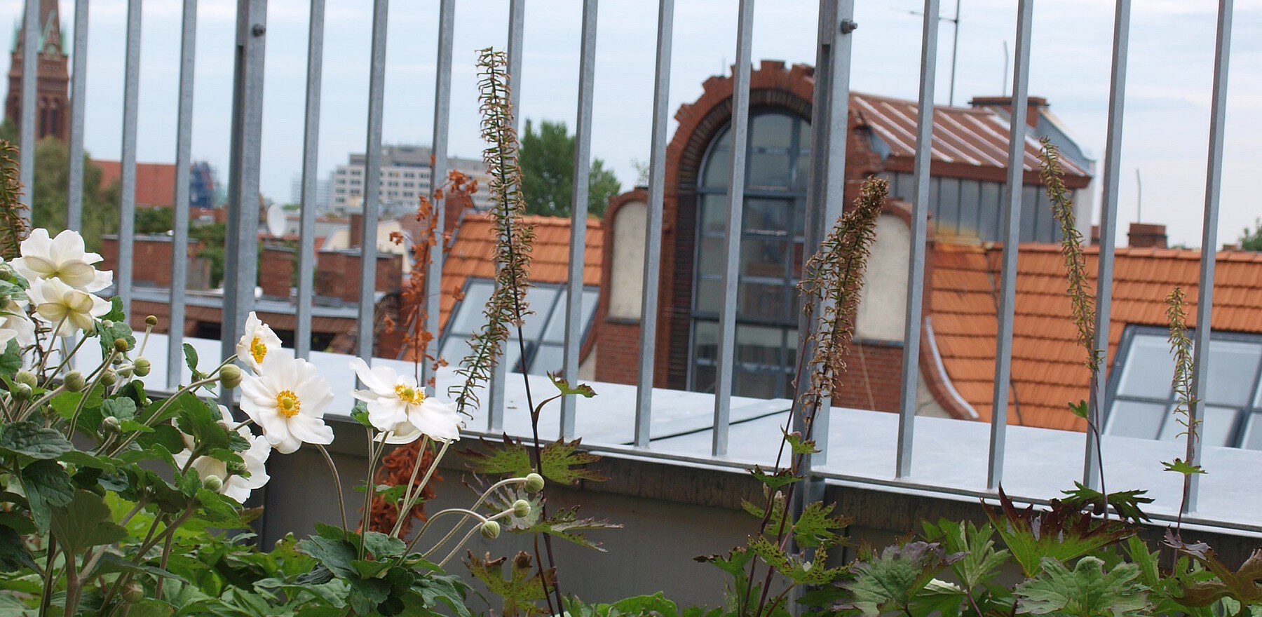 Blick über Berlins Dächer durch Geländer, vor dem Anemonen und Purpuglöckchen stehen