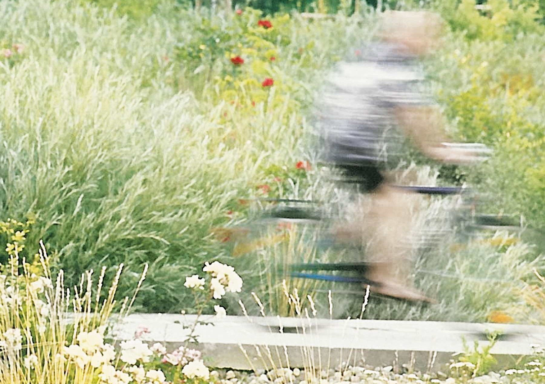 ahrradfahrer auf schmalem Steg in Wiese