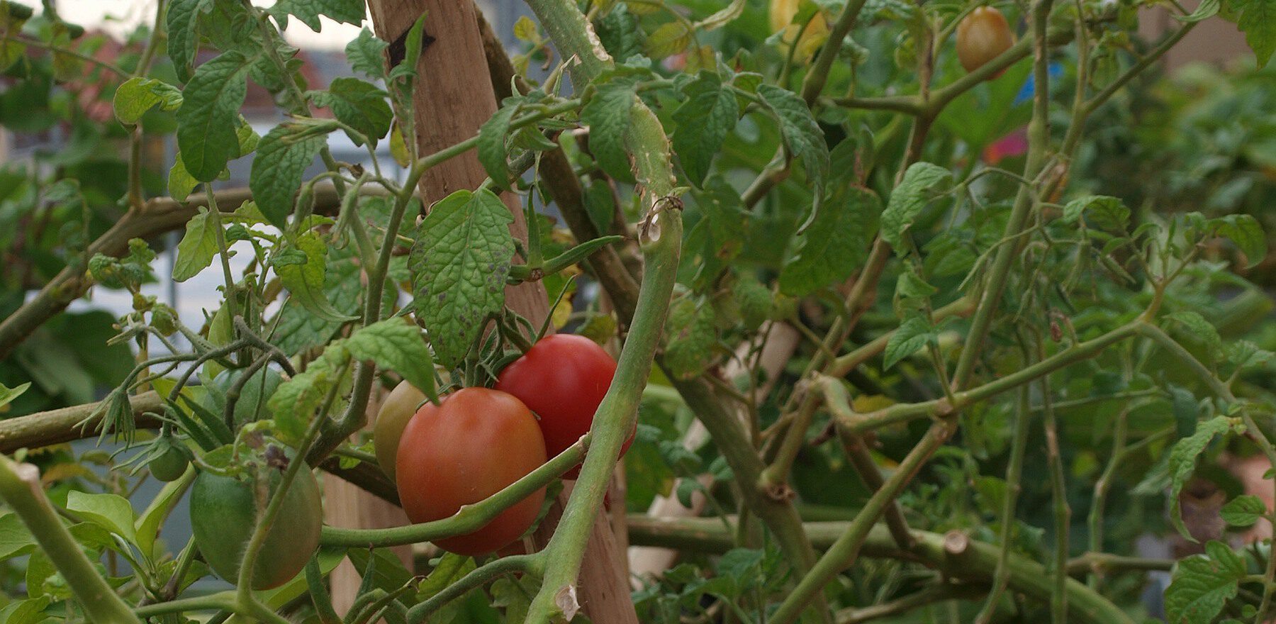 reife Tomaten