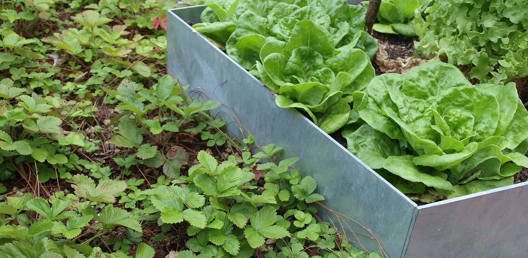 Erdbeeren rahmen Gemüsebeete aus Stahl mit Kopfsalat ein