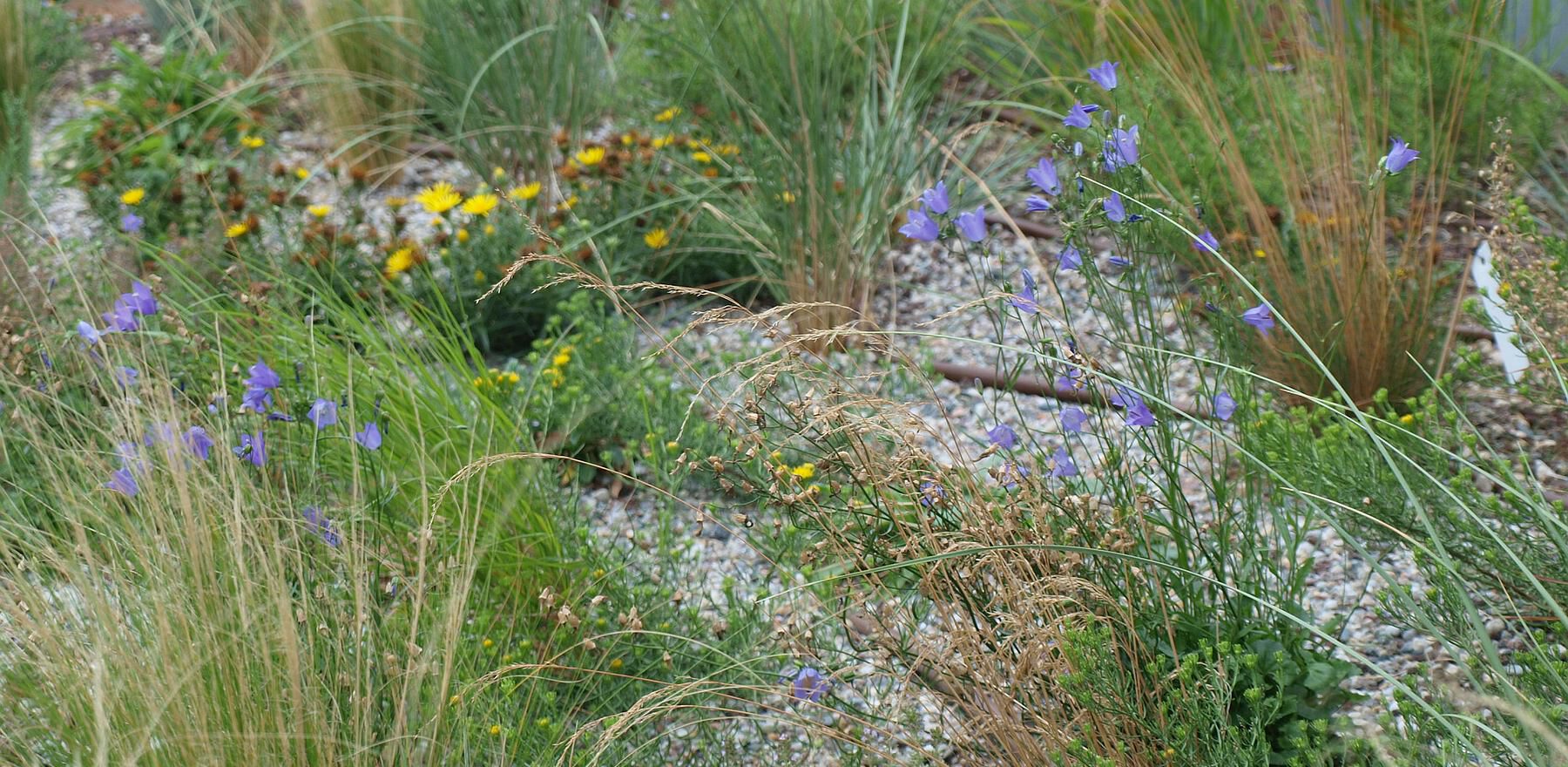 extensive Dachbegrünung mit Kies, Gräsern, Glockenblumen, Huflattich